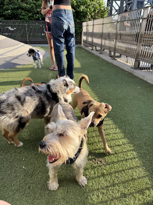 DiMattina Park Dog Run photo 1